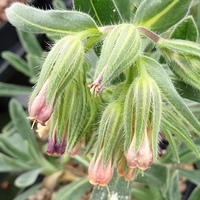 Onosma alborosea